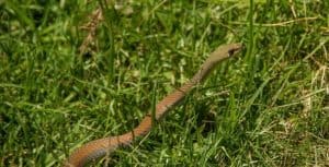 How to keep snakes out of yard 