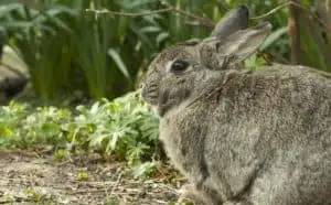 Keep rabbits out of your yard 